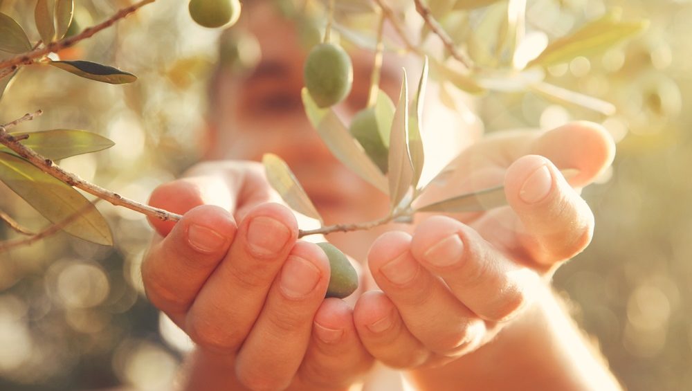 AOVE salud aceite de oliva virgen extra memoria desarrollo cognitivo funciones neuronales aceite de oliva olivar aceituna La Comunal