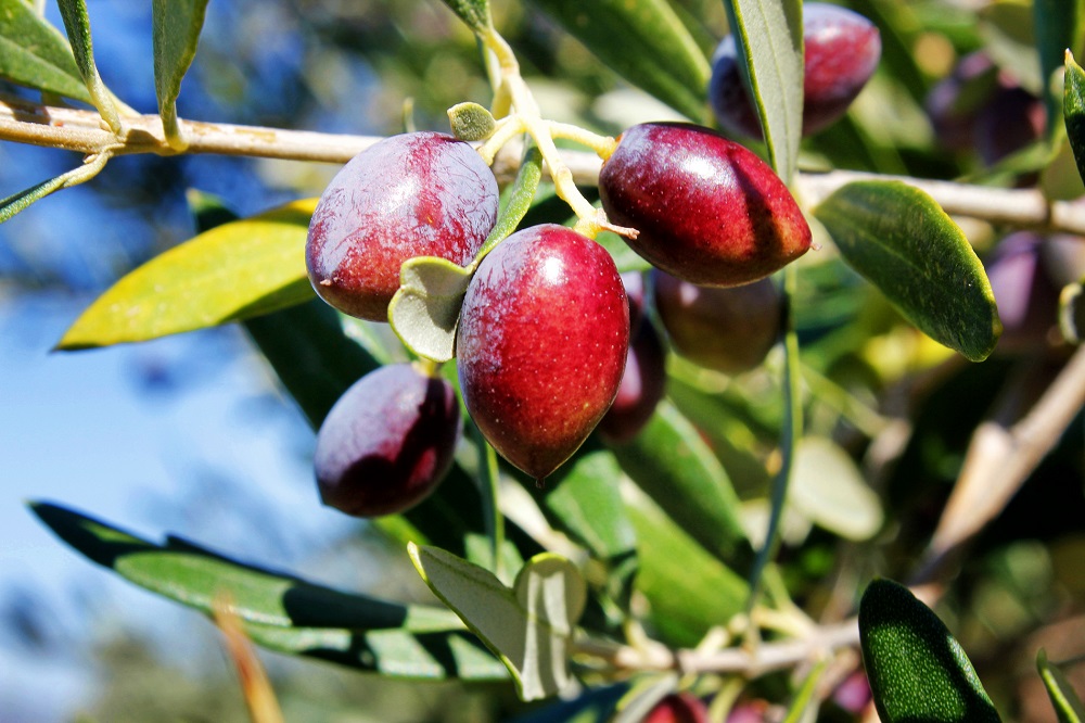 AOVE aceite de oliva virgen extra nuevas variedades aceituna arbosana sikitita koroneiki La Comunal