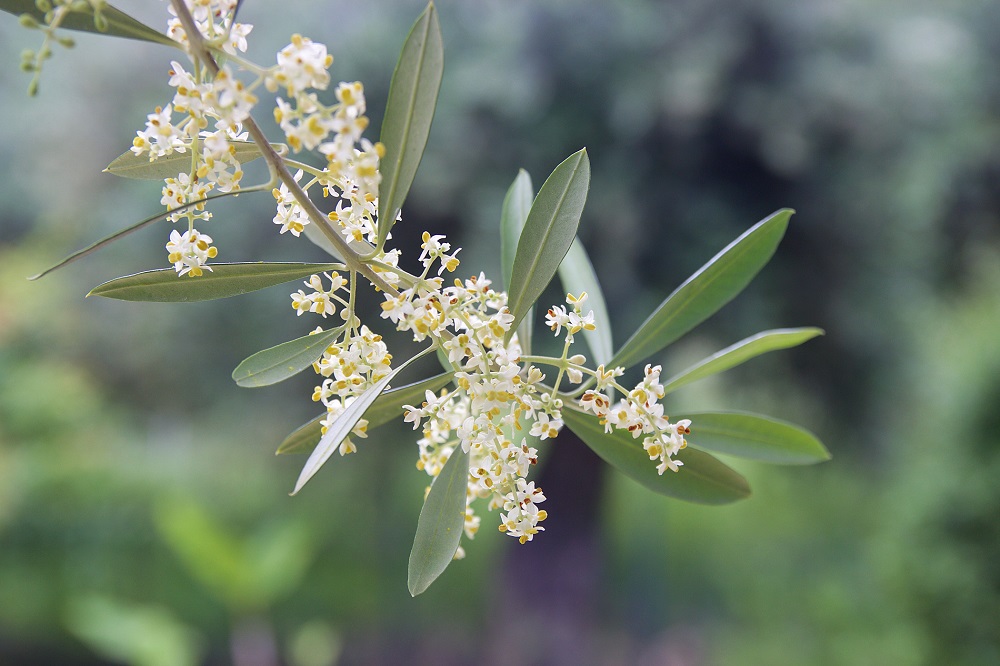AOVE ecológico aceite de oliva virgen extra gastronomía cocina Dieta Mediterránea agricultura ecológica La Comunal