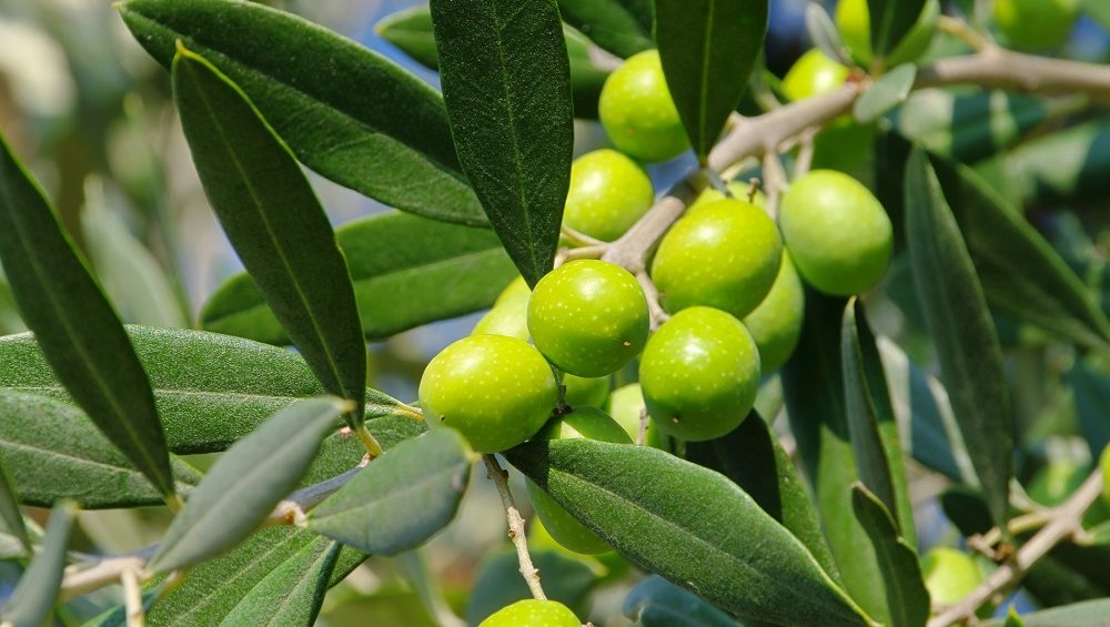 nuevas variedades de aceituna cultivo de olivar en seto empeltre farax OAC Lecciana Oliana Arbosana Arbequina Koroneiki Leccino AOVE aceite de oliva La Comunal