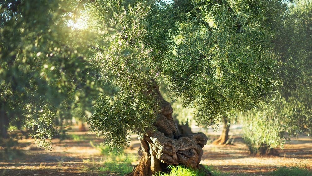cultivo del olivar tradicional sector oleícola aceite de oliva virgen extra aove La Comunal