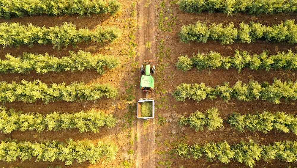 cultivo del olivar en seto sector oleícola aceite de oliva virgen extra aove La Comunal
