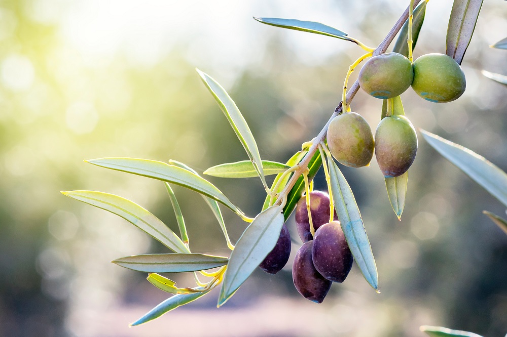 variedades autóctonas de aceituna Andalucía cultivo de olivar aceite de oliva virgen extra picual hojiblanca picuda manzanilla sevillana lechín de granada lechín de Sevilla AOVE La Comunal