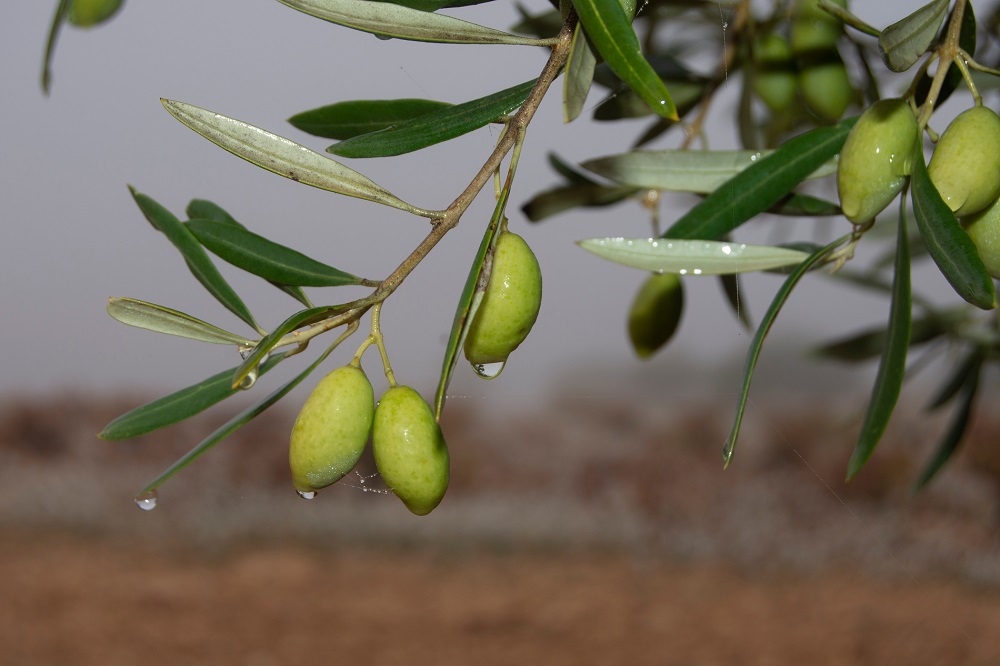 variedades autóctonas de aceituna Castilla La Mancha Comunidad de Madrid cultivo de olivar aceite de oliva virgen extra cornicabra castellana verdeja AOVE La Comunal