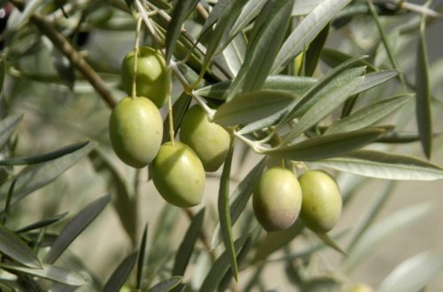 variedades autóctonas de aceituna Extremadura cultivo de olivar aceite de oliva virgen extra manzanilla cacereña morisca verdial de Badajoz AOVE La Comunal
