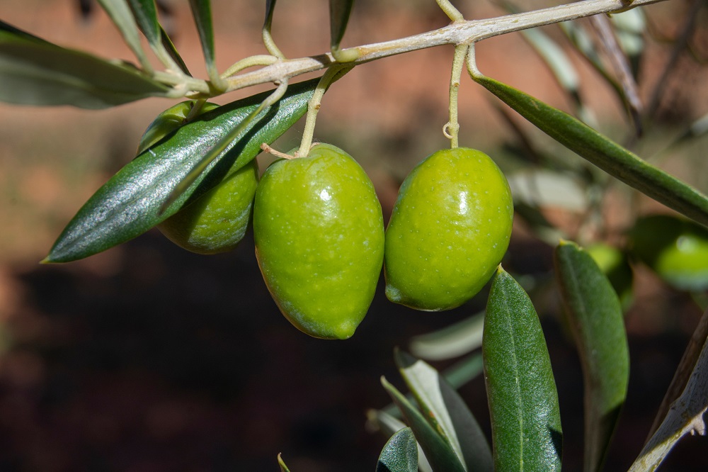 variedades autóctonas de aceituna Región de Murcia cultivo de olivar aceite de oliva virgen extra callosina cuquillo mollar de cieza AOVE La Comunal