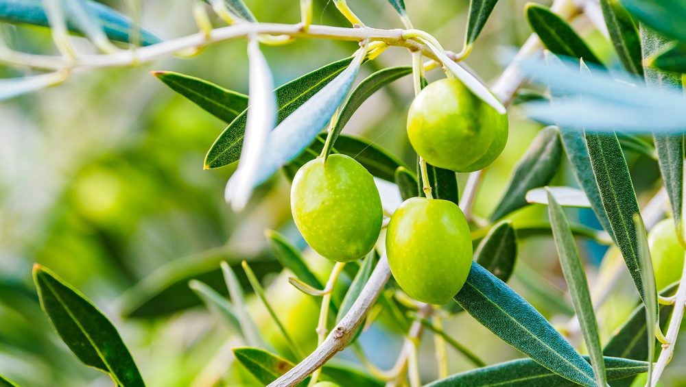 recolección aceituna AOVE de cosecha temprana cultivo de olivar aceite de oliva virgen extra envero AOVE La Comunal