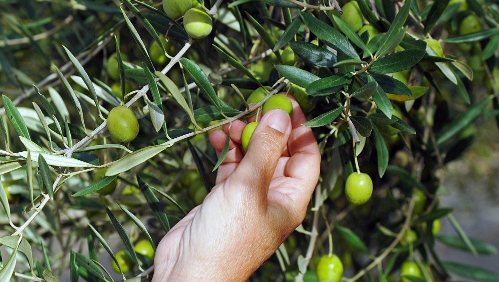 sistemas recolección de aceituna ordeño olivo vareo mecánico cultivo de olivar aceite de oliva virgen extra AOVE La Comunal