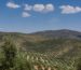 #OliveWeeks Aceite de Oliva Virgen Extra AOVE Semanas del Aceite Olive Weeks provincia de Jaén La Comunal