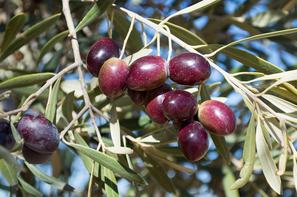 Olive Weeks AOVE picual matices aceite de oliva virgen extra olivar aceituna sabor La Comunal