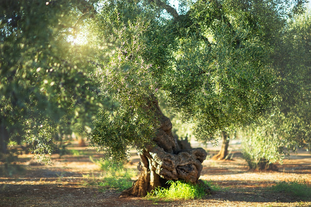 pagos de olivar aceite de oliva virgen extra gastronomía AOVE La Comunal