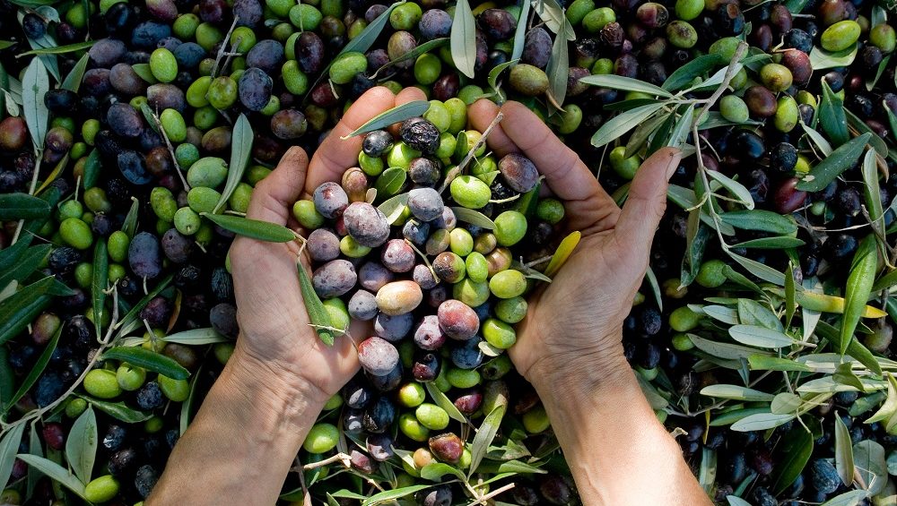 aceite de oliva virgen extra AOVE desarrollo rural campaña de la aceituna almazaras La Comunal