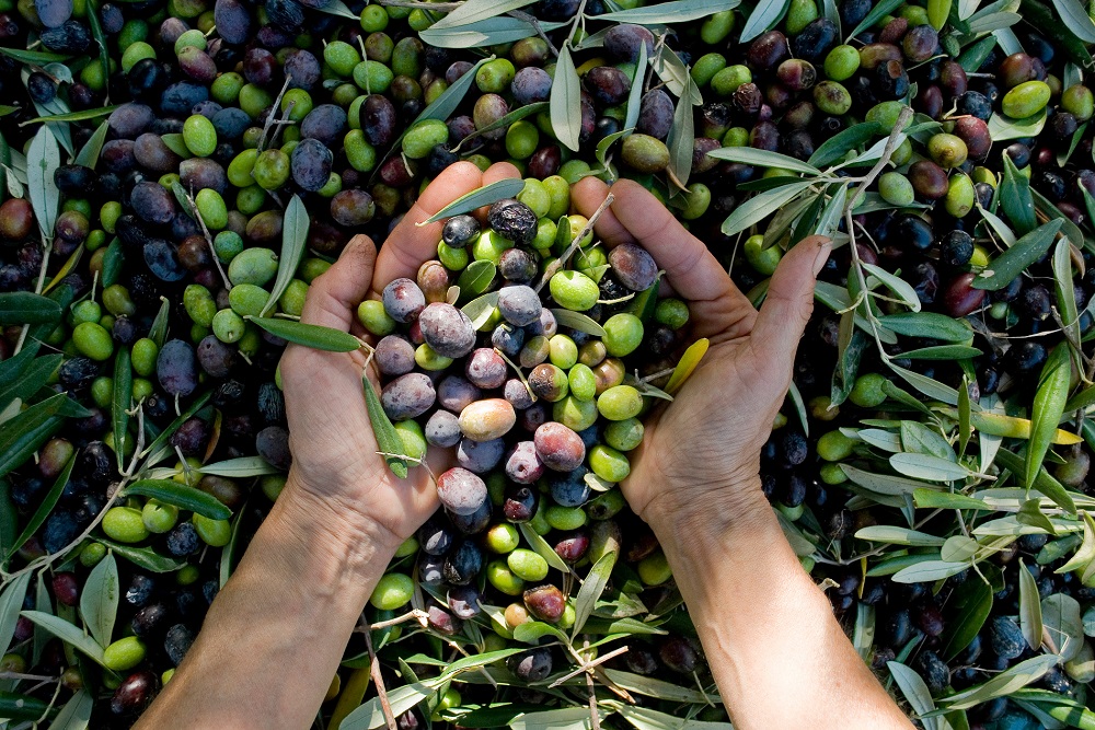 aceite de oliva virgen extra AOVE desarrollo rural campaña de la aceituna almazaras La Comunal