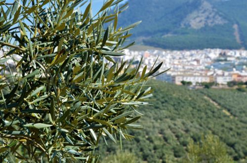 Olive Weeks AOVE aceites de oliva virgen extra Cordoba matices aceite de oliva virgen extra olivar aceituna sabor La Comunal