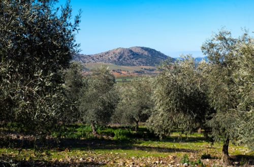 Olive Weeks AOVE aceites de oliva virgen extra Castilla-La Mancha matices aceite de oliva virgen extra olivar aceituna sabor La Comunal