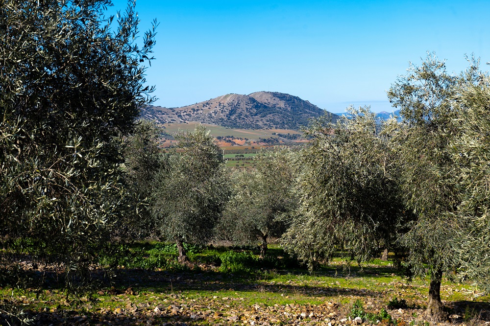 Olive Weeks AOVE aceites de oliva virgen extra Castilla-La Mancha matices aceite de oliva virgen extra olivar aceituna sabor La Comunal
