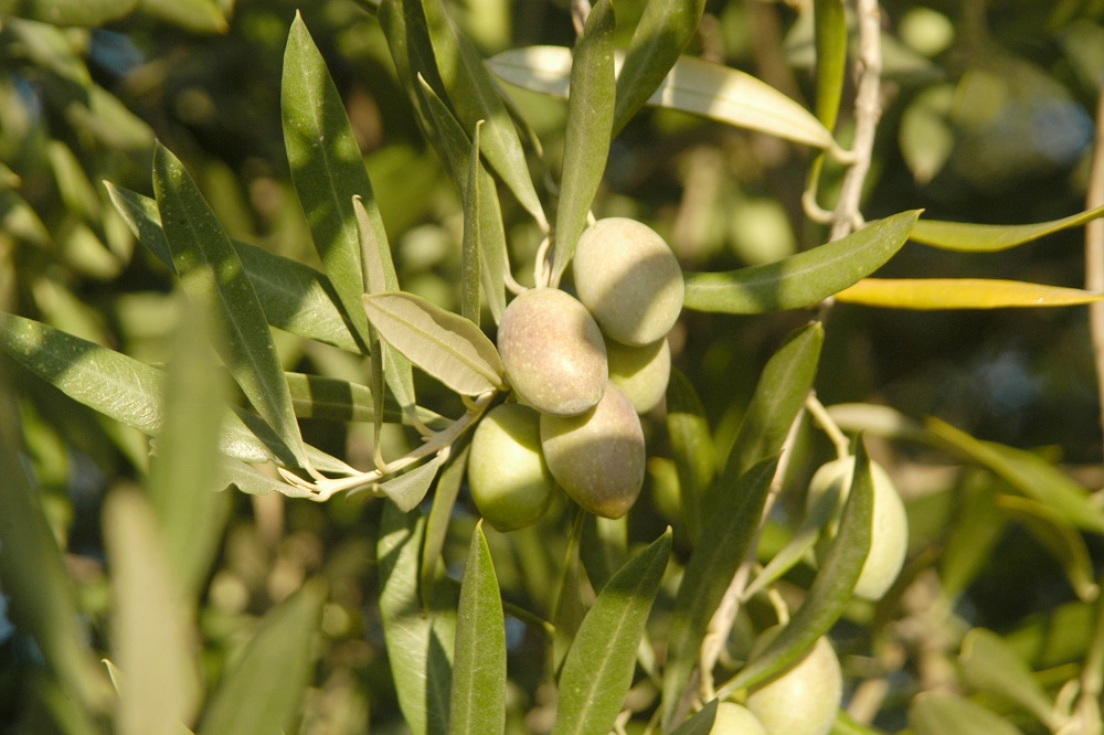 Olive Weeks #oliveweeks AOVE aceites de oliva virgen extra hojiblanca matices aceite de oliva virgen extra olivar aceituna sabor La Comunal