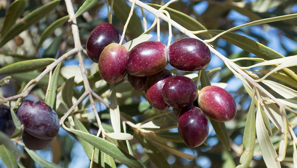 Olive Weeks #oliveweeks AOVE aceites de oliva virgen extra Andalucía matices aceite de oliva virgen extra olivar aceituna sabor La Comunal