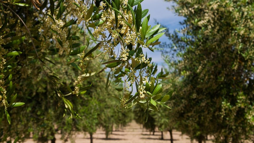 Olive Weeks #oliveweeks AOVE aceites de oliva virgen extra Navarra San Fermín matices aceite de oliva virgen extra olivar aceituna sabor La Comunal