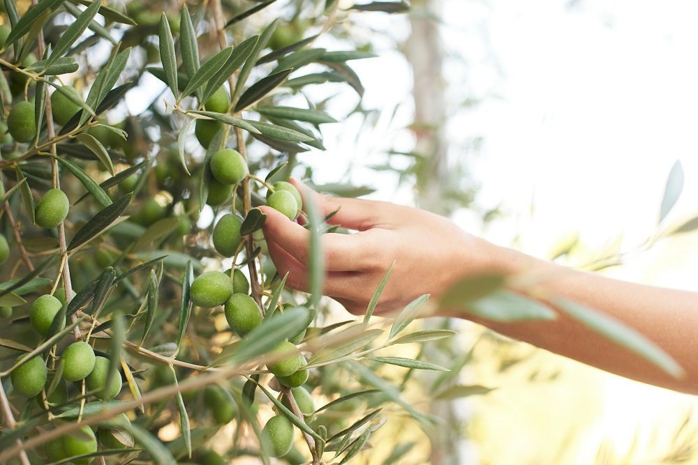 matices AOVE Aceite de Oliva Virgen Extra factores ambientales agronomía propiedades organolépticas La Comunal