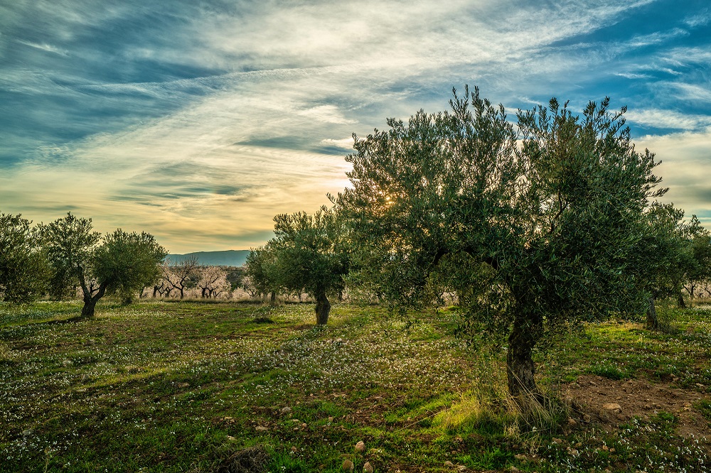 #OliveWeeks Aceite de Oliva Virgen Extra AOVE Día Mundial del Olivo Semanas del Aceite Olive Weeks La Comunal