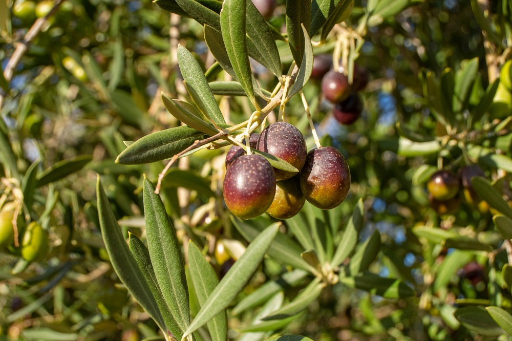 variedades autóctonas de aceituna sector oleícola variedad hojiblanca cultivo de olivar aceite de oliva virgen extra AOVE La Comunal