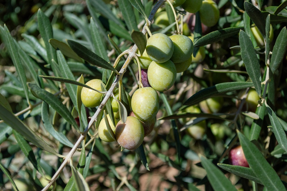 variedades autóctonas de aceituna sector oleícola variedad picual cultivo de olivar aceite de oliva virgen extra AOVE La Comunal