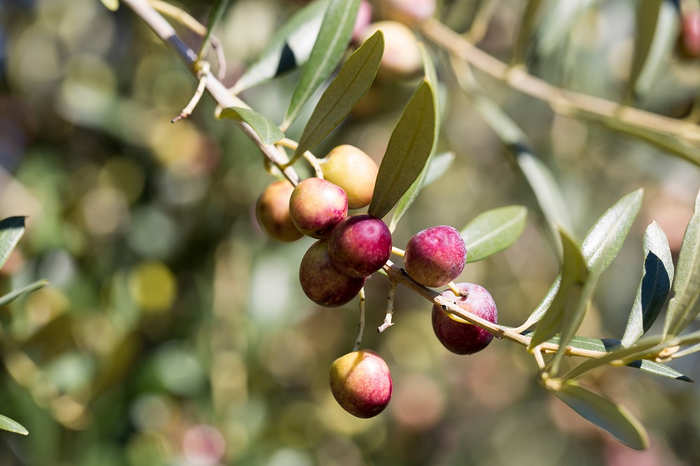 variedades autóctonas de aceituna sector oleícola variedad arbequina cultivo de olivar aceite de oliva virgen extra AOVE La Comunal