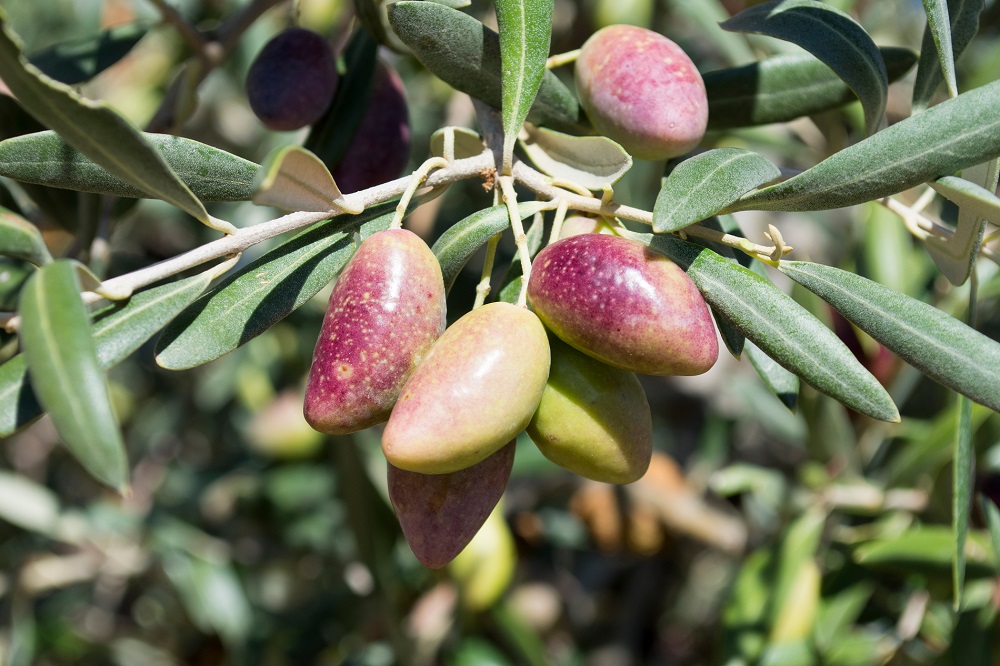 variedades autóctonas de aceituna sector oleícola variedad cornicabra cultivo de olivar aceite de oliva virgen extra AOVE La Comunal