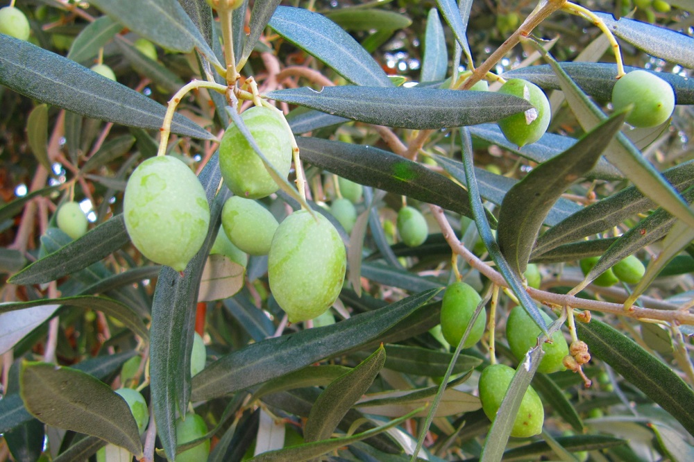 variedades autóctonas de aceituna sector oleícola variedad picudo cultivo de olivar aceite de oliva virgen extra AOVE La Comunal