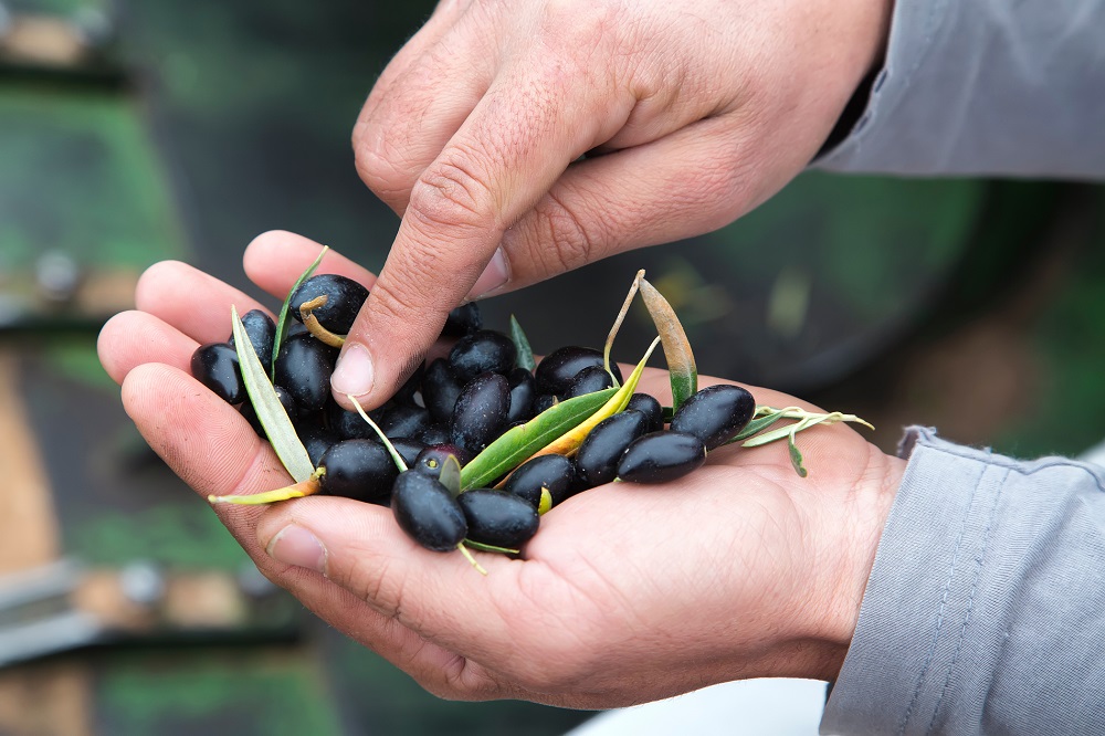 Olive Weeks #oliveweeks AOVE aceites de oliva virgen extra Día Internacional de las cooperativas gastronomía movimiento cooperativo matices aceite de oliva virgen extra olivar aceituna sabor La Comunal