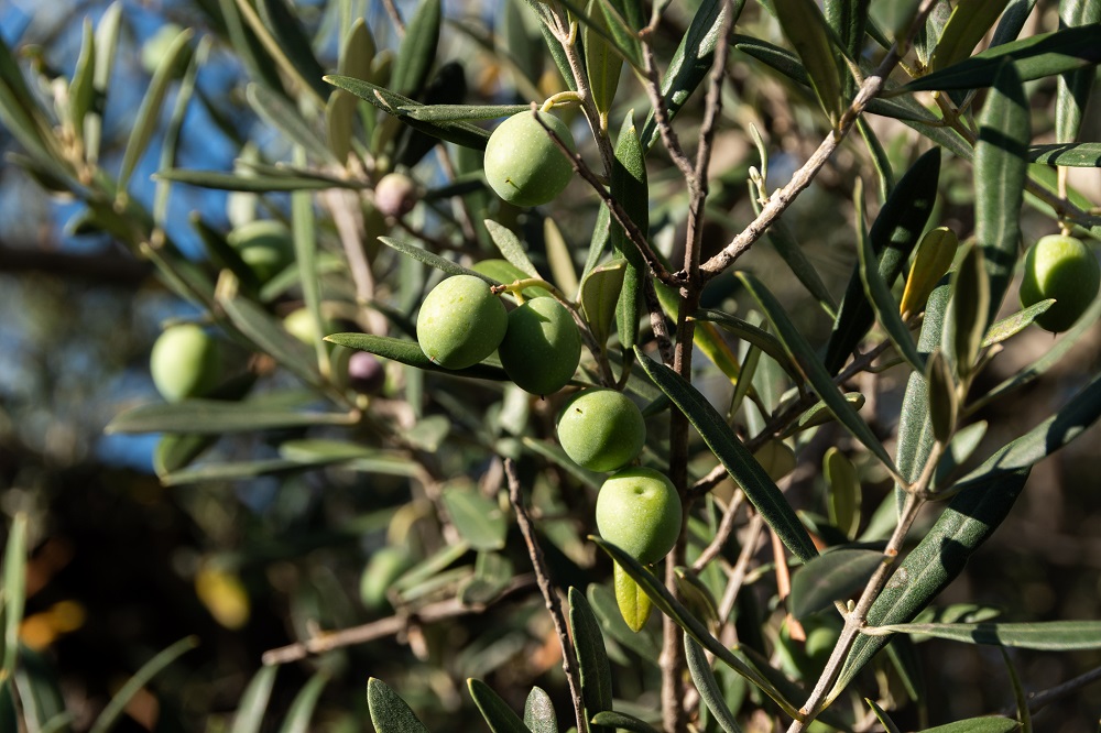 variedades autóctonas de aceituna sector oleícola variedad manzanilla cacereña cultivo de olivar aceite de oliva virgen extra AOVE La Comunal