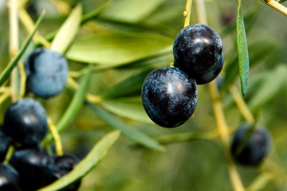 variedades autóctonas de aceituna sector oleícola variedad morisca cultivo de olivar aceite de oliva virgen extra AOVE La Comunal