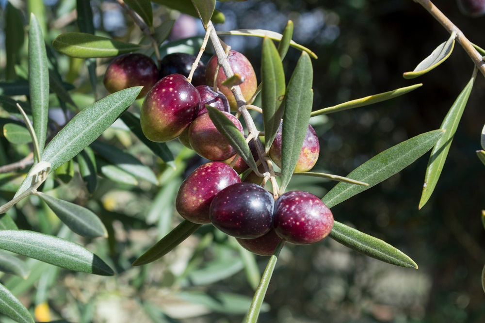 variedades autóctonas de aceituna sector oleícola variedad castellana cultivo de olivar aceite de oliva virgen extra AOVE La Comunal