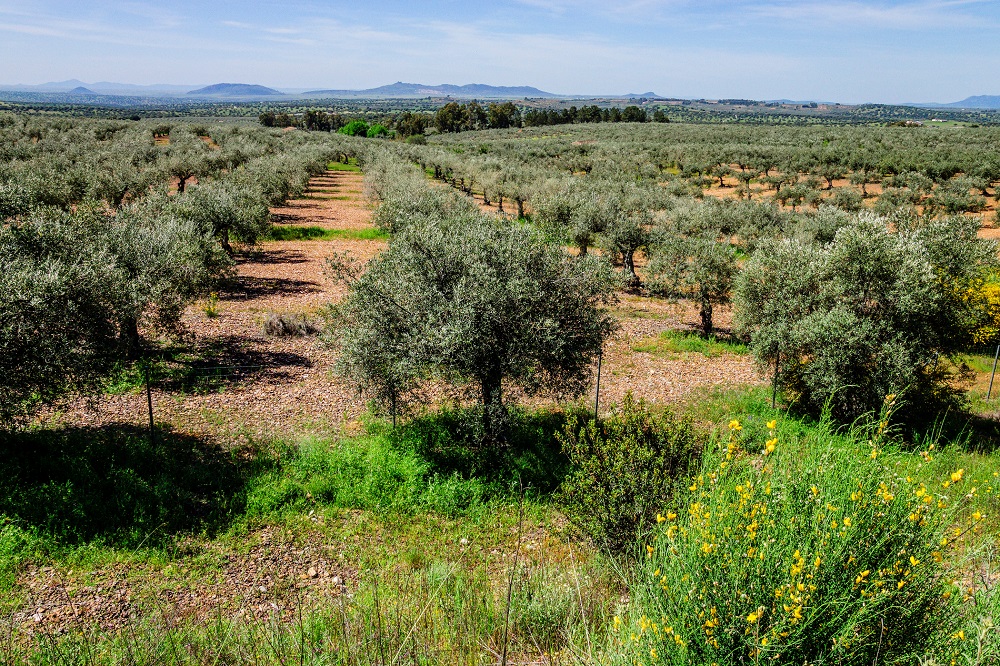 Olive Weeks #oliveweeks AOVE aceites de oliva virgen extra Extremadura y Cataluña matices aceite de oliva virgen extra olivar aceituna sabor La Comunal