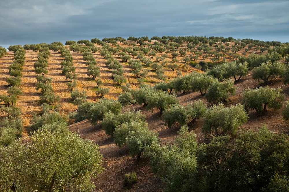#OliveWeeks Aceite de Oliva Virgen Extra AOVE Semanas del Aceite Olive Weeks provincia de Jaén La Comunal
