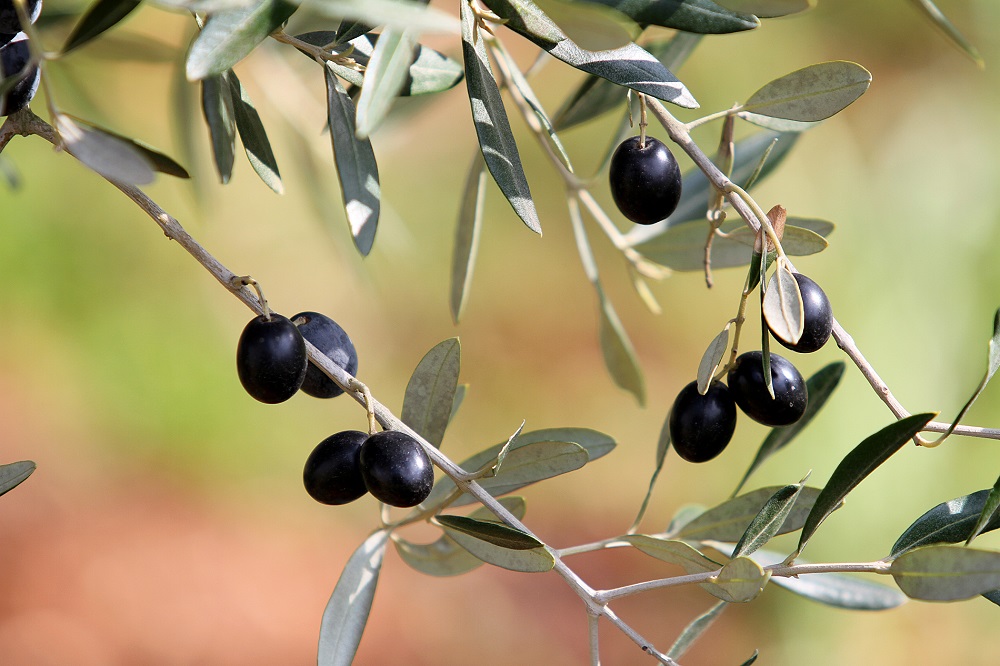 variedades autóctonas de aceituna sector oleícola variedad lechín de Granada cultivo de olivar aceite de oliva virgen extra AOVE La Comunal