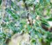 variedades autóctonas de aceituna sector oleícola variedad acebuche cultivo de olivar aceite de oliva virgen extra AOVE La Comunal