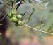 variedades autóctonas de aceituna sector oleícola variedad pajarero cultivo de olivar aceite de oliva virgen extra AOVE La Comunal