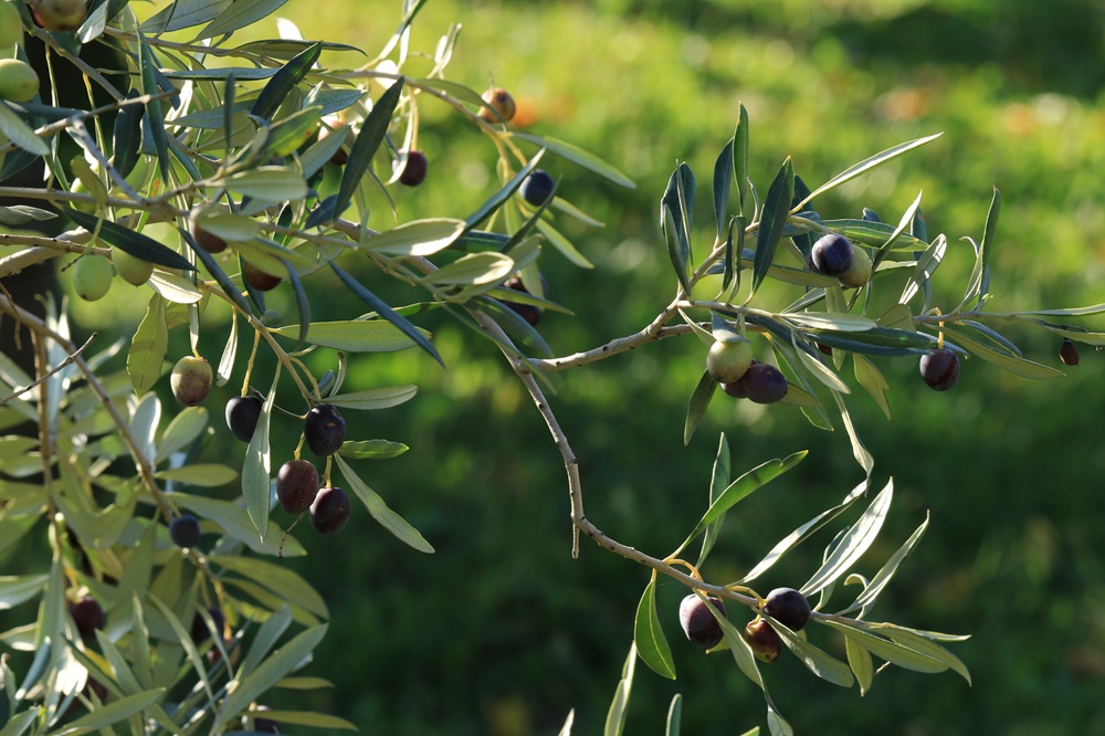 variedades autóctonas de aceituna sector oleícola variedad arróniz royuela cultivo de olivar aceite de oliva virgen extra AOVE La Comunal