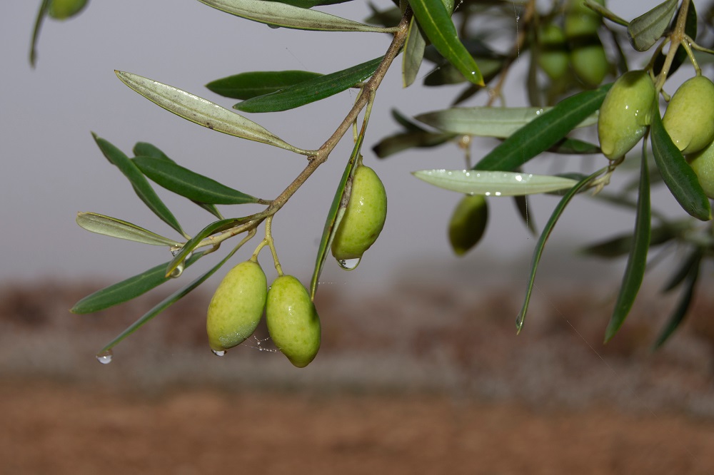 variedades autóctonas de aceituna sector oleícola variedad cornezuelo cultivo de olivar aceite de oliva virgen extra AOVE La Comunal