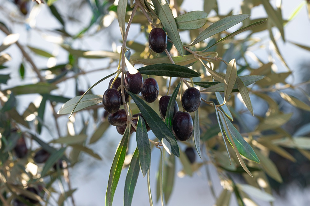 variedades autóctonas de aceituna sector oleícola variedad lucio cultivo de olivar aceite de oliva virgen extra AOVE La Comunal