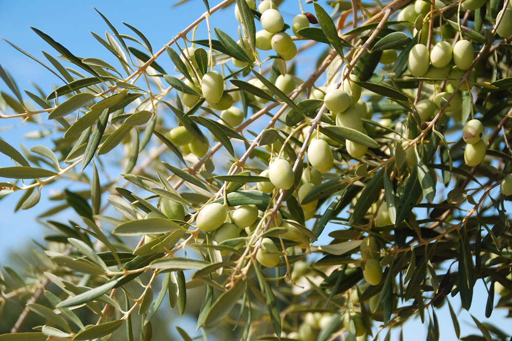 variedades autóctonas de aceituna sector oleícola variedad pico limón cultivo de olivar aceite de oliva virgen extra AOVE La Comunal