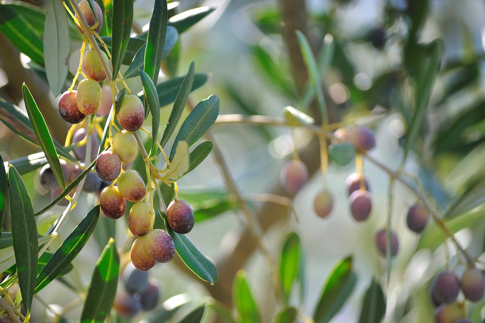 variedades autóctonas de aceituna sector oleícola variedad frantoio cultivo de olivar aceite de oliva virgen extra AOVE La Comunal