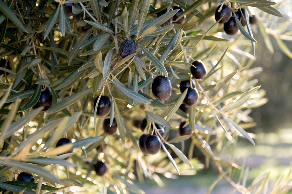 variedades autóctonas de aceituna sector oleícola variedad lecciana cultivo de olivar aceite de oliva virgen extra AOVE La Comunal