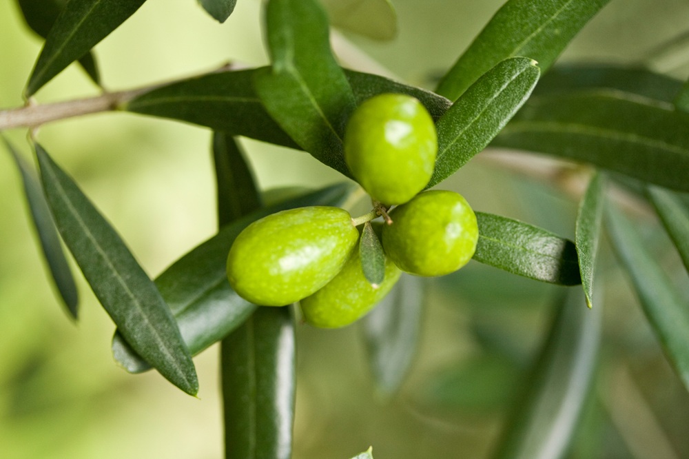 variedades autóctonas de aceituna sector oleícola variedad coratina cultivo de olivar aceite de oliva virgen extra AOVE La Comunal
